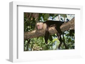 White-Faced Capuchin-DLILLC-Framed Photographic Print