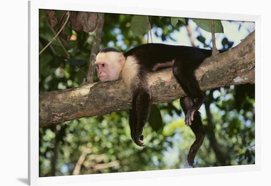 White-Faced Capuchin-DLILLC-Framed Photographic Print