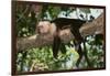 White-Faced Capuchin-DLILLC-Framed Photographic Print