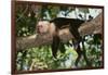 White-Faced Capuchin-DLILLC-Framed Photographic Print