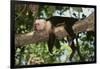 White-Faced Capuchin-DLILLC-Framed Photographic Print