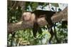 White-Faced Capuchin-DLILLC-Mounted Photographic Print