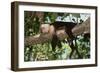 White-Faced Capuchin-DLILLC-Framed Photographic Print