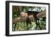 White-Faced Capuchin-DLILLC-Framed Photographic Print