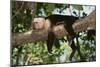 White-Faced Capuchin-DLILLC-Mounted Photographic Print