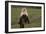 White-Faced Capuchin-DLILLC-Framed Photographic Print