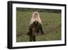 White-Faced Capuchin-DLILLC-Framed Photographic Print