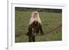 White-Faced Capuchin-DLILLC-Framed Photographic Print