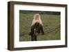 White-Faced Capuchin-DLILLC-Framed Photographic Print