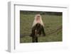 White-Faced Capuchin-DLILLC-Framed Photographic Print