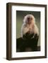 White-Faced Capuchin-DLILLC-Framed Photographic Print