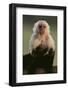 White-Faced Capuchin-DLILLC-Framed Photographic Print