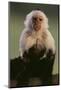 White-Faced Capuchin-DLILLC-Mounted Photographic Print