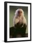 White-Faced Capuchin-DLILLC-Framed Photographic Print