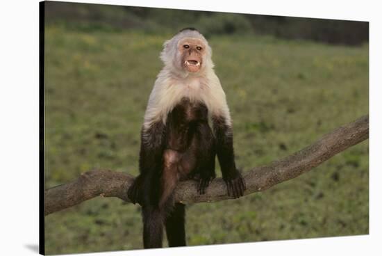 White-Faced Capuchin-DLILLC-Stretched Canvas