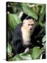White Faced Capuchine Monkey (Cebus Capucinus), Soberania National Park, Gamboa, Panama-Sergio Pitamitz-Stretched Canvas