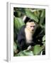 White Faced Capuchine Monkey (Cebus Capucinus), Soberania National Park, Gamboa, Panama-Sergio Pitamitz-Framed Photographic Print