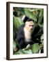 White Faced Capuchine Monkey (Cebus Capucinus), Soberania National Park, Gamboa, Panama-Sergio Pitamitz-Framed Photographic Print