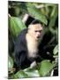 White Faced Capuchine Monkey (Cebus Capucinus), Soberania National Park, Gamboa, Panama-Sergio Pitamitz-Mounted Photographic Print