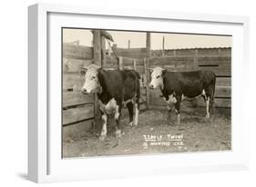 White-Faced Hereford Steer Twins-null-Framed Art Print