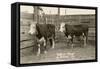 White-Faced Hereford Steer Twins-null-Framed Stretched Canvas