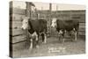 White-Faced Hereford Steer Twins-null-Stretched Canvas
