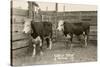 White-Faced Hereford Steer Twins-null-Stretched Canvas