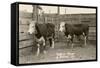 White-Faced Hereford Steer Twins-null-Framed Stretched Canvas