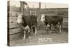 White-Faced Hereford Steer Twins-null-Stretched Canvas