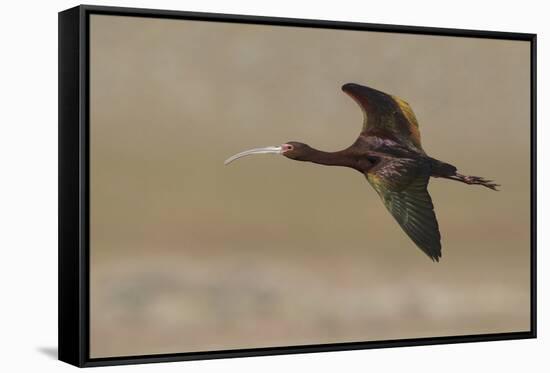 White-faced Ibis flying-Ken Archer-Framed Stretched Canvas