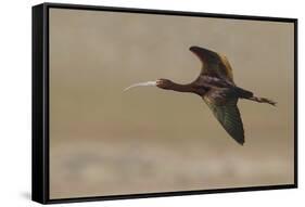 White-faced Ibis flying-Ken Archer-Framed Stretched Canvas