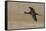 White-faced Ibis flying-Ken Archer-Framed Stretched Canvas