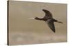 White-faced Ibis flying-Ken Archer-Stretched Canvas