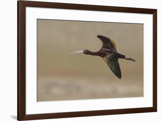 White-faced Ibis flying-Ken Archer-Framed Photographic Print