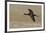 White-faced Ibis flying-Ken Archer-Framed Photographic Print