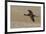 White-faced Ibis flying-Ken Archer-Framed Photographic Print