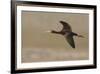 White-faced Ibis flying-Ken Archer-Framed Photographic Print