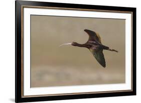 White-faced Ibis flying-Ken Archer-Framed Photographic Print
