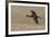 White-faced Ibis flying-Ken Archer-Framed Photographic Print