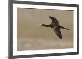 White-faced Ibis flying-Ken Archer-Framed Photographic Print