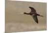 White-faced Ibis flying-Ken Archer-Mounted Photographic Print