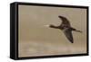 White Faced Ibis in Flight-Ken Archer-Framed Stretched Canvas