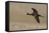 White Faced Ibis in Flight-Ken Archer-Framed Stretched Canvas