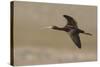 White Faced Ibis in Flight-Ken Archer-Stretched Canvas