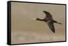 White Faced Ibis in Flight-Ken Archer-Framed Stretched Canvas