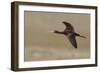 White Faced Ibis in Flight-Ken Archer-Framed Photographic Print