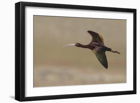 White Faced Ibis in Flight-Ken Archer-Framed Photographic Print