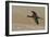 White Faced Ibis in Flight-Ken Archer-Framed Photographic Print