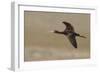 White Faced Ibis in Flight-Ken Archer-Framed Photographic Print