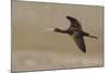 White Faced Ibis in Flight-Ken Archer-Mounted Photographic Print
